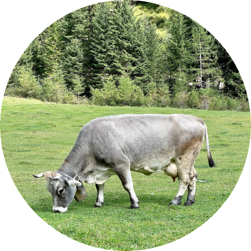 cow